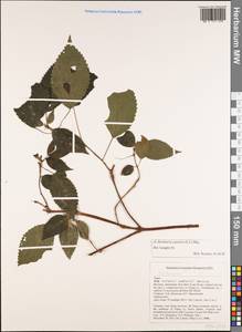 Boehmeria japonica (L. fil.) Miq., South Asia, South Asia (Asia outside ex-Soviet states and Mongolia) (ASIA) (Vietnam)