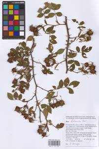 Rosa balsamica Besser, Eastern Europe, Rostov Oblast (E12a) (Russia)