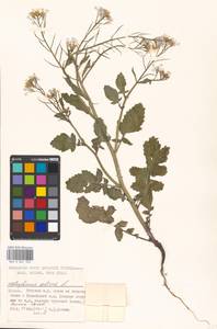 Raphanus sativus L., Eastern Europe, Moscow region (E4a) (Russia)
