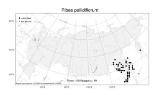 Ribes pallidiflorum Pojark., Atlas of the Russian Flora (FLORUS) (Russia)