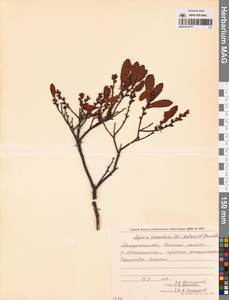 Myrica gale subsp. tomentosa (C.DC.) E. Murray, Siberia, Chukotka & Kamchatka (S7) (Russia)