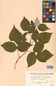 Rubus idaeus subsp. melanolasius Focke, Siberia, Russian Far East (S6) (Russia)