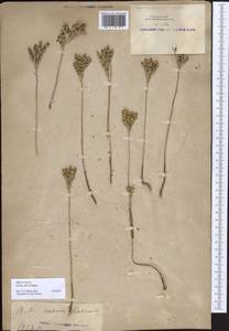 Pseudosedum affine (Schrenk) A.Berger, South Asia, South Asia (Asia outside ex-Soviet states and Mongolia) (ASIA) (China)