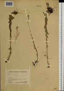 Arabis sagittata var. borealis (Andrz. ex Ledeb.) A. L. Ebel, Siberia, Chukotka & Kamchatka (S7) (Russia)