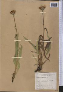 Echinacea angustifolia DC., America (AMER) (Canada)