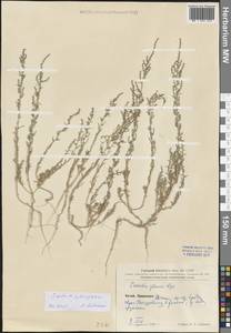 Suaeda heterophylla (Kar. & Kir.) Boiss., South Asia, South Asia (Asia outside ex-Soviet states and Mongolia) (ASIA) (China)