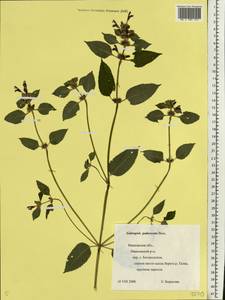 Galeopsis pubescens Besser, Eastern Europe, Central forest region (E5) (Russia)