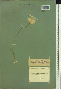 Eriophorum scheuchzeri Hoppe, Siberia, Chukotka & Kamchatka (S7) (Russia)