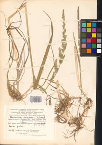 Beckmannia eruciformis (L.) Host, Eastern Europe, Moscow region (E4a) (Russia)