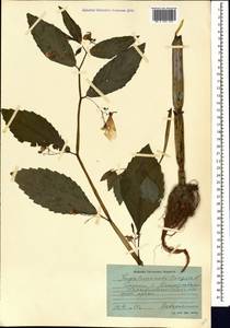Impatiens noli-tangere L., Caucasus, Georgia (K4) (Georgia)