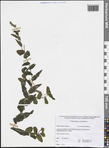 Potamogeton perfoliatus L., Siberia, Chukotka & Kamchatka (S7) (Russia)