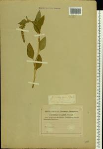 Amaranthus cruentus L., Eastern Europe, Central forest-and-steppe region (E6) (Russia)