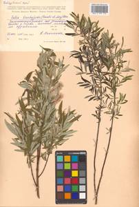Salix brachypoda (Trautv. & C. A. Mey.) Kom., Siberia, Russian Far East (S6) (Russia)