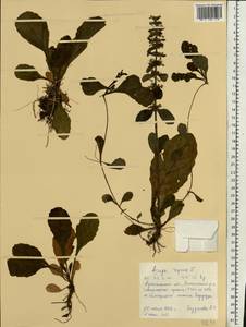 Ajuga reptans L., Eastern Europe, Northern region (E1) (Russia)