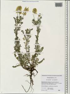 Oxytropis pilosa (L.)DC., Eastern Europe, Central forest-and-steppe region (E6) (Russia)