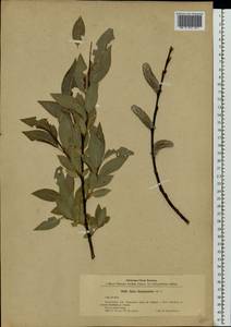 Salix gmelinii Pall., Eastern Europe, Latvia (E2b) (Latvia)