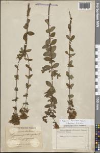 Hypericum maculatum Crantz, Eastern Europe, Latvia (E2b) (Latvia)