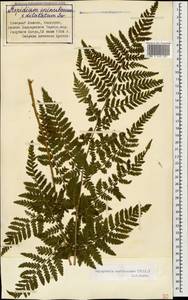 Dryopteris carthusiana (Vill.) H. P. Fuchs, Caucasus, Stavropol Krai, Karachay-Cherkessia & Kabardino-Balkaria (K1b) (Russia)