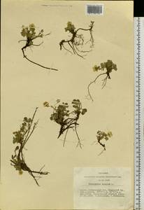 Potentilla acaulis L., Siberia, Altai & Sayany Mountains (S2) (Russia)
