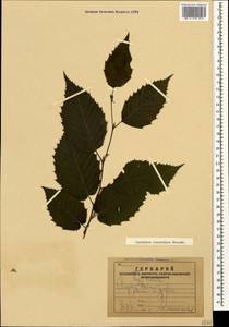Carpinus betulus L., Caucasus, Armenia (K5) (Armenia)