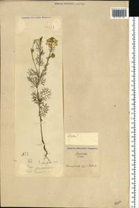 Nigella arvensis L., Eastern Europe, North Ukrainian region (E11) (Ukraine)