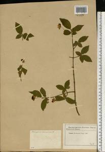 Euonymus verrucosus Scop., Eastern Europe, Moscow region (E4a) (Russia)