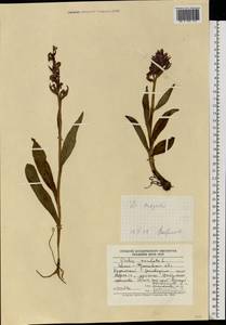 Dactylorhiza maculata (L.) Soó, Eastern Europe, West Ukrainian region (E13) (Ukraine)