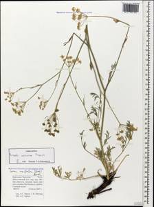 Seseli pallasii Besser, Caucasus, Stavropol Krai, Karachay-Cherkessia & Kabardino-Balkaria (K1b) (Russia)