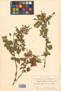 Hedysarum hedysaroides (L.) Schinz & Thell., Siberia, Russian Far East (S6) (Russia)