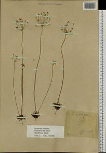 Androsace lactiflora Fisch. ex Willd., Siberia, Baikal & Transbaikal region (S4) (Russia)