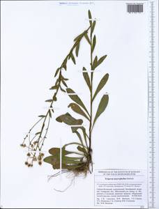 Erigeron macrophyllus Herbich, Eastern Europe, Middle Volga region (E8) (Russia)