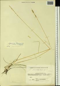 Elymus alaskanus (Scribn. & Merr.) Á.Löve, Siberia, Yakutia (S5) (Russia)