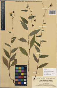 Hieracium laevigatum subsp. ovalescens Zahn, Western Europe (EUR) (Austria)