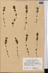 Parentucellia flaviflora (Boiss.) Nevski, Middle Asia, Western Tian Shan & Karatau (M3) (Tajikistan)