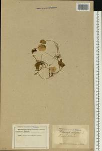 Hydrocotyle vulgaris L., Eastern Europe, Latvia (E2b) (Latvia)