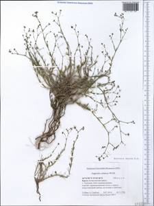 Cynanchica supina (M.Bieb.) P.Caputo & Del Guacchio, Crimea (KRYM) (Russia)