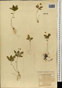 Lysimachia europaea (L.) U.Manns & Anderb., Mongolia (MONG) (Mongolia)