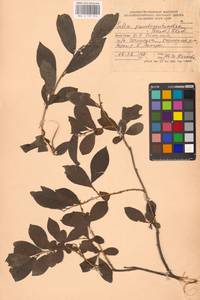 Salix pseudopentandra (Flod.) Flod., Siberia, Russian Far East (S6) (Russia)