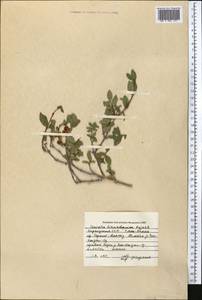 Lonicera tianshanica Pojark., Middle Asia, Northern & Central Tian Shan (M4) (Kyrgyzstan)