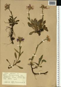 Aster alpinus L., Eastern Europe, West Ukrainian region (E13) (Ukraine)