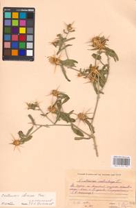Centaurea iberica Trevis. ex Spreng., Eastern Europe, Moscow region (E4a) (Russia)