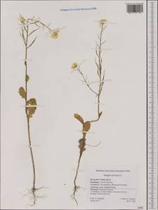 Sinapis arvensis L., Western Europe (EUR) (Germany)