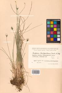 Eriophorum brachyantherum Trautv. & C.A.Mey., Siberia, Russian Far East (S6) (Russia)