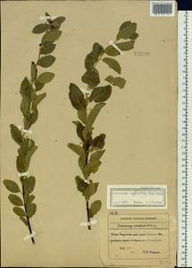Flueggea suffruticosa (Pall.) Baill., Siberia, Russian Far East (S6) (Russia)