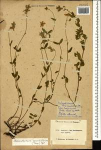 Helianthemum grandiflorum, Caucasus, Krasnodar Krai & Adygea (K1a) (Russia)