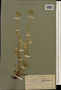 Potentilla argentea L., Caucasus, Armenia (K5) (Armenia)