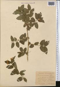 Lonicera tatarica L., Middle Asia, Northern & Central Tian Shan (M4) (Kazakhstan)