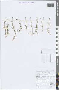 Stellaria peduncularis Bunge, Siberia, Baikal & Transbaikal region (S4) (Russia)