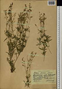 Silene foliosa Maxim., Siberia, Russian Far East (S6) (Russia)