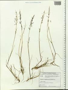 Phippsia concinna (Th.Fr.) Lindeb., Siberia, Central Siberia (S3) (Russia)